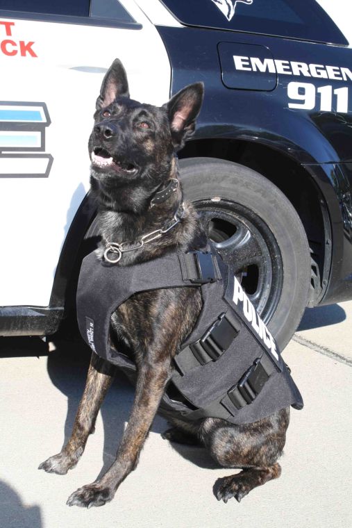 La Vista police dog gets his own bulletproof vest